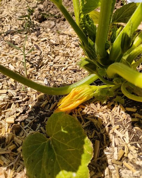 Comment Tailler Les Courgettes Mes Techniques Prouv Es Pour