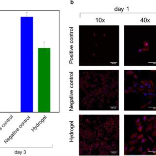 Metabolic Activity A And Fluorescence Imaging B Of HeLa Cells