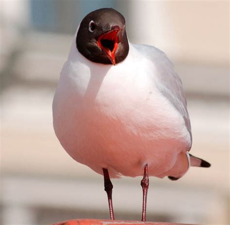 Fotos Estos S Que Son Los Verdaderos Angry Birds Mascotas