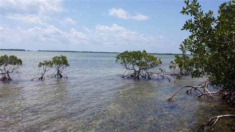 Editorial Mangrove Restoration Efforts In South Florida Ecology Florida