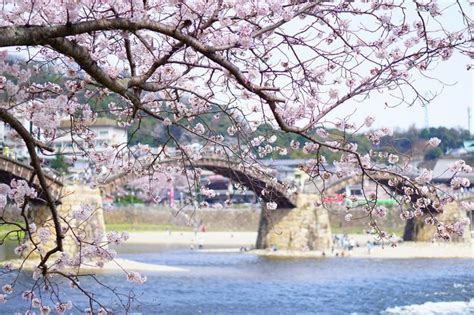 一度見たら忘れられない！この春見るべき「春の絶景」日本全国7選 Retrip リトリップ 絶景 つり橋 風景