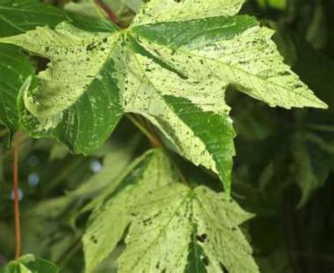 Acer Pseudoplatanus Leopoldii Gewone Esdoorn De Tuinen Van Appeltern