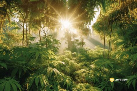 Master The Sea Of Green Method Maximize Your Weed Yield Leafy Mate