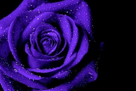 Purple Rose Wallpapers Top Free Purple Rose Backgrounds Wallpaperaccess