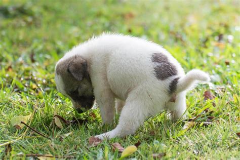 Cual Es Un Buen Remedio Casero Para La Diarrea Del Perro