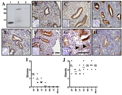 Immunohistochemical Localization Of Nodal In Endometrium Across The