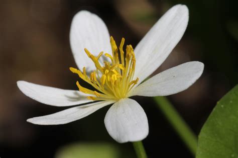 Caltha Leptosepala White Marsh Marigold Location Mirro Flickr