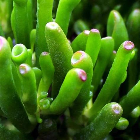 Jade Plants Complete Care Guide Indoor Gardening