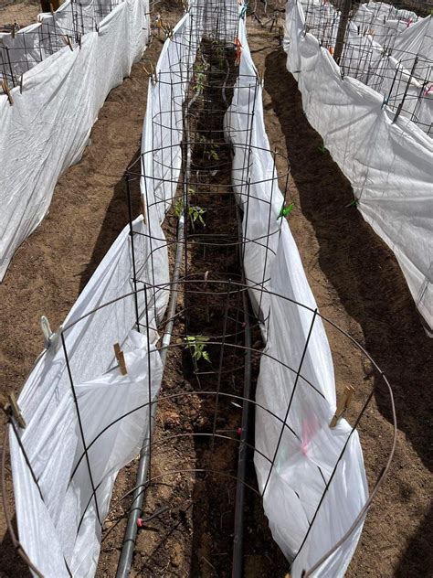 Tomatoes It Was Tomato Planting Day At The Agrilife Wondering About