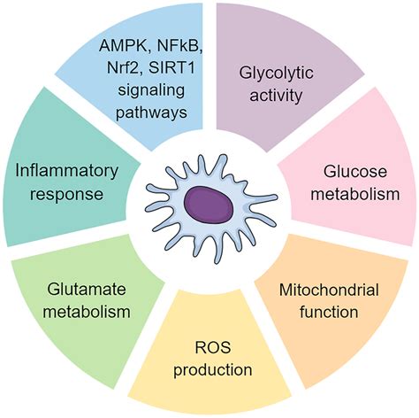 Neurochemical Changes Induced By Glucose Metabolism Disorders In