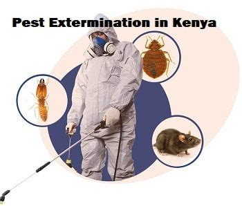 Pest Extermination In Kenya Jopestkil Kenya Fumigation And Pest