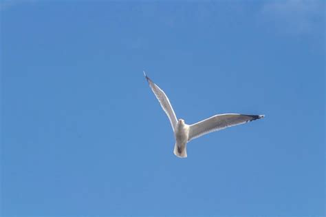 Gaviota Volando Alto En El Viento Gaviota Volando Gaviota Volando En El