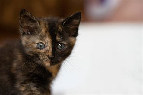 Chimera Cats Everything You Want To Know