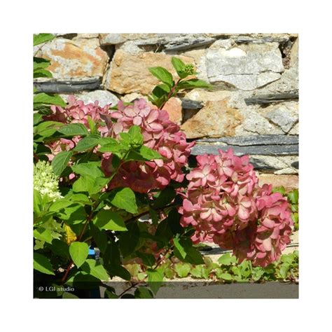 Hydrangea Paniculata Diamant Rouge