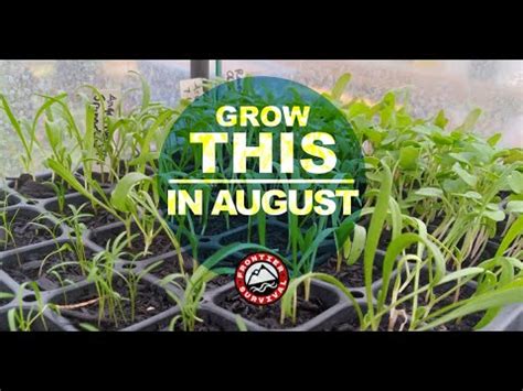 If You Plant THIS In August You Will Have Food ALL WINTER LONG YouTube