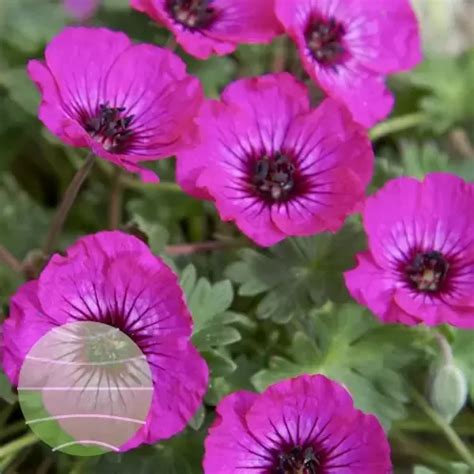 Geranium Cinereum Jolly Jewel Silver 2L Cowell S Garden Centre