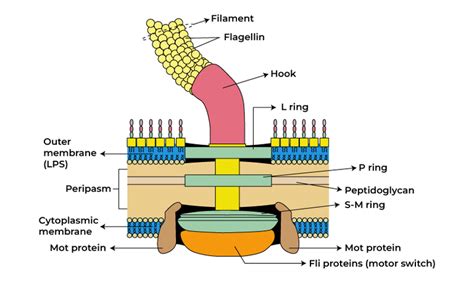 Flagella Structure Function And Biological Significance