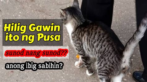 NAKAKAGULAT NA IBIG SABIHIN NG PAGSUNOD SAYO NG PUSA KAHIT SAAN KA