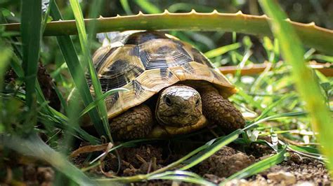 Como Saber Si Una Tortuga Es Macho O Hembra Madrid 7 Días