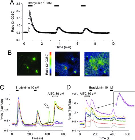 Calcium Imaging Experiments In F11 Cells A Changes In The Fura 2