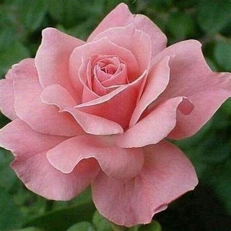 Pin By Mar Mad On Rosa Rosada Beautiful Rose Flowers Beautiful Roses