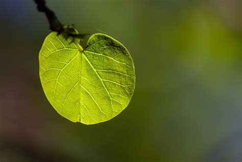 Wallpaper Sunlight Nature Branch Green Yellow Canon Spring Dew