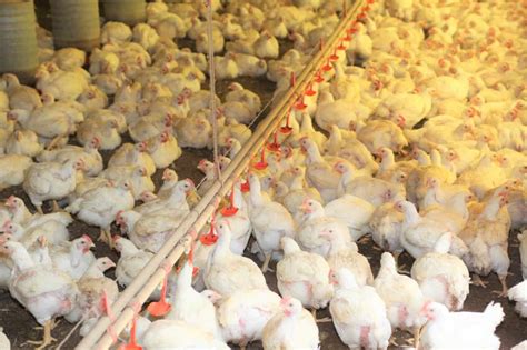 Desempenho do frango vivo e abatido tem tendência a zerar no mês de