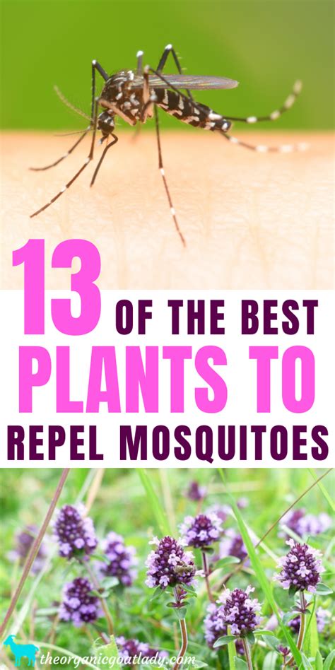 The Ultimate Guide 34 Plants That Repel Mosquitos Naturally Artofit