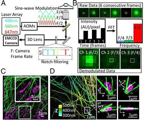 Excitation Multiplexed Multicolor Superresolution Imaging With Fm Storm