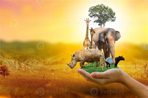 Wildlife Conservation Day Wild animals to the home. Or wildlife