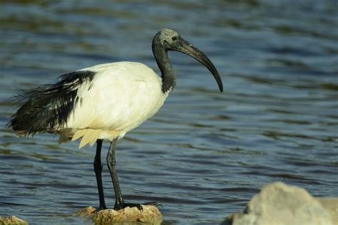 African Sacred Ibis Holmen Birding Safaris