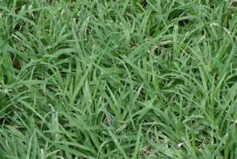 Bermuda Grass Scutch Grass Facts How To Grow Care AMERICAN GARDENER