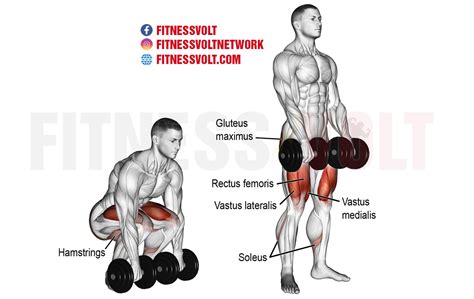 How To Do The Dumbbell Deadlift – Fitness Volt