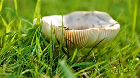 Champignon Agaric Champignons Photo Gratuite Sur Pixabay Pixabay