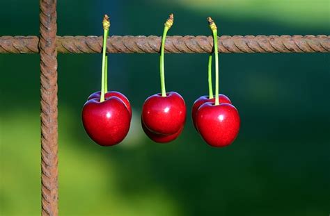 Low Hanging Fruit Is The Easiest To Reach Soul Driven Success