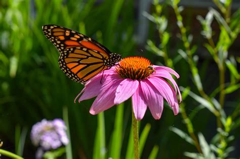 Monarque Papillon Rose Photo Gratuite Sur Pixabay Pixabay