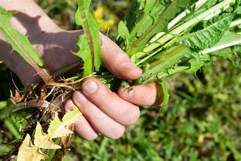 When To Apply Pre Emergent Weed Control MetroGreenscape