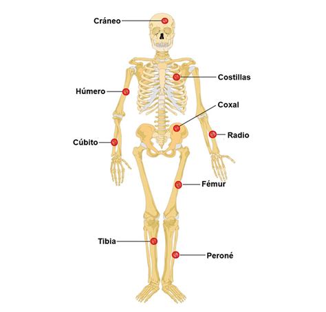 Nombres De Los Huesos Del Cuerpo Humano