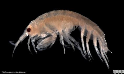 Amphipoda ~ Detailed Information | Photos | Videos