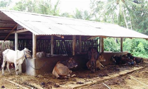 Desain Konstruksi Kandang Sapi Sederhana Pilihan Ndik Home Di