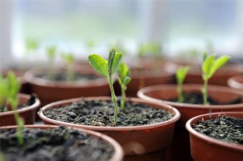 Fertilizing Seedlings When To Start Feeding Plants