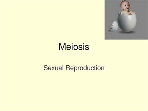 Meiosis Sexual Reproduction Ppt Download