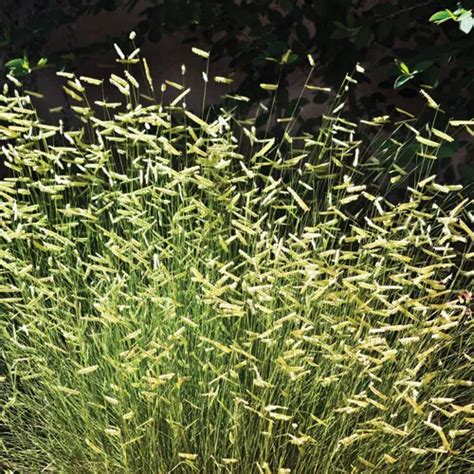 Blonde Ambition Blue Grama Grass High Country Gardens Ornamental Grasses Best Perennials