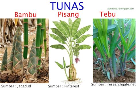 Reproduksi Vegetatif Tumbuhan Angiospermae Pojok Ipa