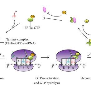 Proposed Chaperone Like Activity Of EF Tu In Plant Abiotic Stress