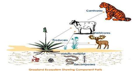 Concepts And Components Of Environment Environmental Geography