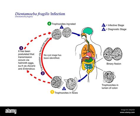 Dientamoebiasis Life Cycle Diagram Of The Life Cycle Of The Protozoan