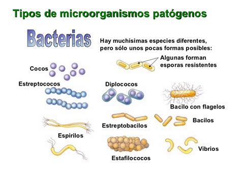 Nombres De Bacterias