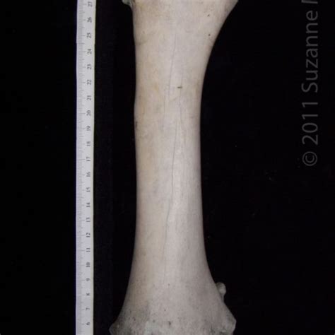 Posterior View Left Cattle Radius Boneid