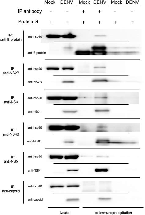 Western Blot Analysis Of The Interaction Between Hsp And Denv